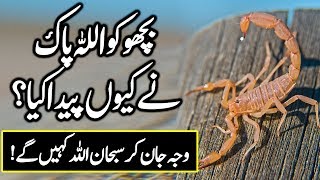 Benefits Of Scorpions In Urdu | Amazing Animals | Bicho KO Allah Ny Kion Peda Kia