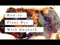 How to Plant Dye with Rhubarb 대황으로 천연염색하기 | natural dyeing tutorial