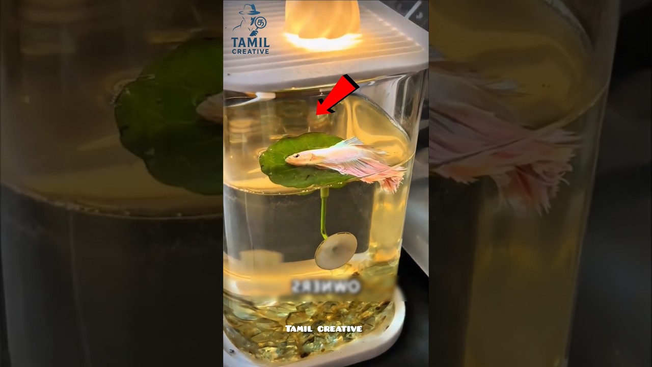 Betta Fishகளை வளர்க்கும் தொட்டியில் ஏன் இலைகள் வைக்கிறாங்க #tamilfacts #tamilnews #tamil #shorts