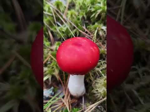 Сыроежка едкая .Russula emetica.