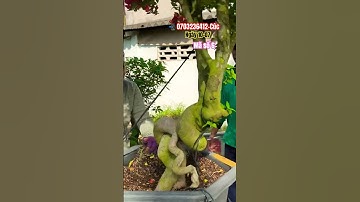 Ngũ sắc thái cây siêu to lực..#shortvideos