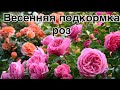 Весення подкормка роз #сад #розы #дача