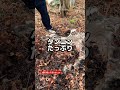 たぶん、次の日にはキツネかアライグマにもっていかれる鹿皮 #サバイバル #山小屋 #毛皮作り