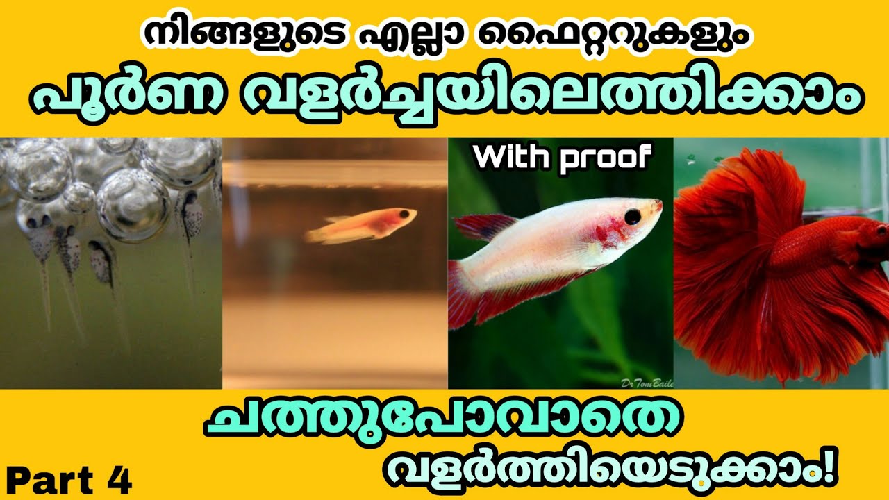 betta fry care malayalam | betta fry care |fighter baby care | betta fry food | betta fish breeding