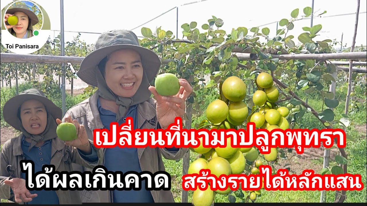 เปลี่ยนที่นามาปลูกพุทรา 4 สายพันธุ์ ได้ผลดีเกินคาด ผลผลิตสูงรายได้งามหลักแสน คนแห่ชม