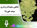 شاهی سفیدک زده رو میشه خورد سبزی شاهی سبزی شاهی تغذیه سالم سلامتی شاهی سفیدک زده رو میشه خورد سبزی شاهی سبزی شاهی تغذیه سالم سلامتی