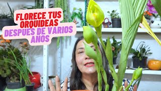 Como florecer orquideas despues de mucho tiempo #orqudieas #flores #plantas