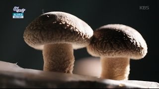 6시 내고향 - 송이와 고기를 한번에! 송고버섯 - 충남 태안.20160126