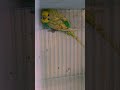Rainbow spangle budgies
