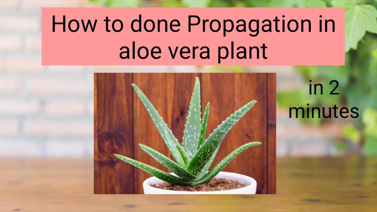 How to done Propagation in aloe vera plant | कैसे 2 मिनट मे घर पर एलोवेरा का पौधा तैयार करे।