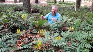 Marvel Mahonia  Garden Plants with @JimPutnam