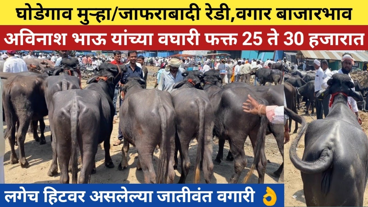 लगेच हिटवर असलेल्या जातीवंत मुऱ्हा वगारी👌फक्त 25,000 ते 30,000 हजारात लागणं वघारी 😍 buffalo for sale