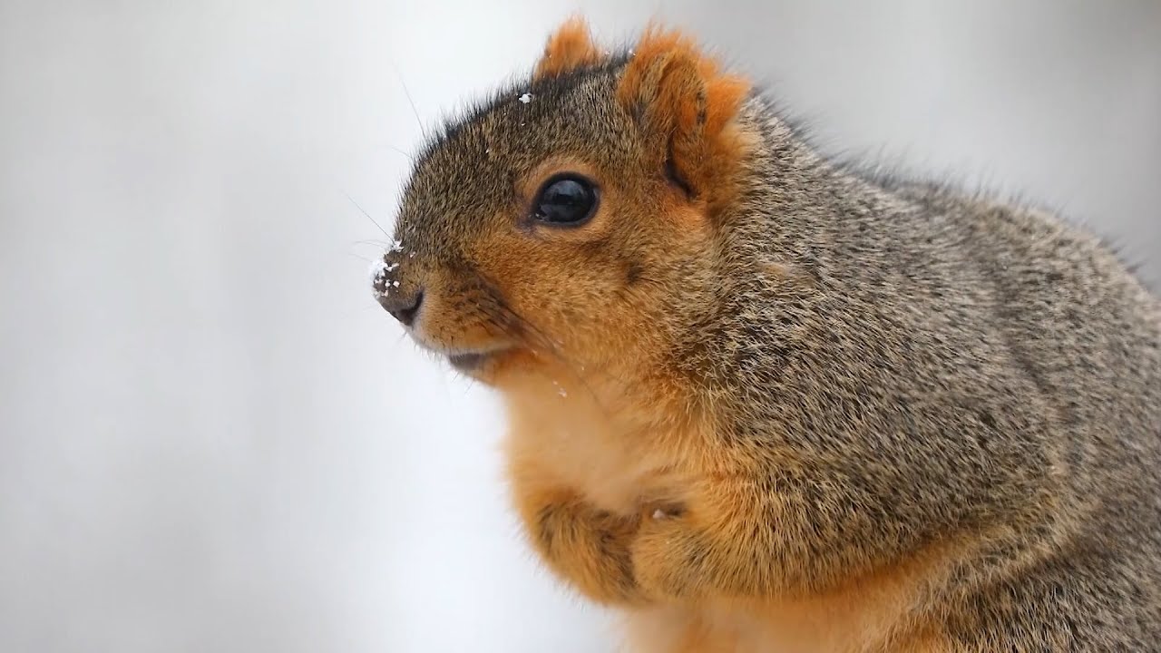 The Squirrels on Campus I University of Northern Colorado I Bear News