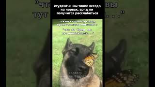 вас заразила бацила студента