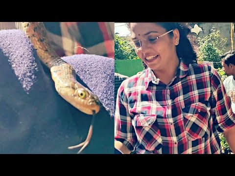 gurukul public school काटने में नंबर 1 और सबसे गुस्सैल साँप.. Checkered keelback rescued by Nirzara.. Video by Prashanth
