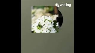 Senjata roy jeconiah