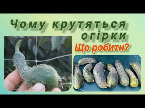 Чому крутяться огірки.Що робити? @vsiogo_potroshku_u_seli