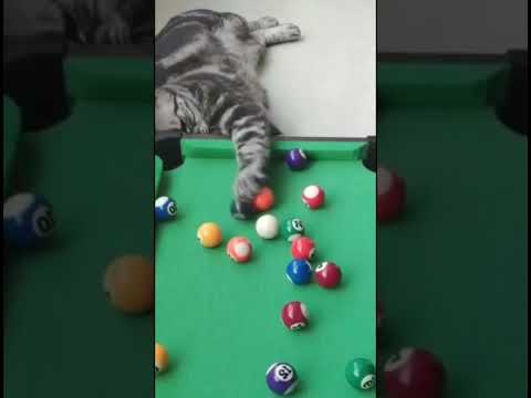 Игры котов. Cat games. #fantasy #catvideos #cat #games #catgames
