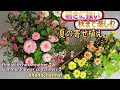 【夏の寄せ植え】暑さに強い❢秋まで楽しめる❢ジニア編🌻