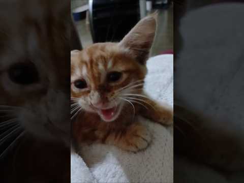 Kittens Meowing Sound Effect Cat Kitten Catso Oyen Catlover Gato Cute Kat Funny