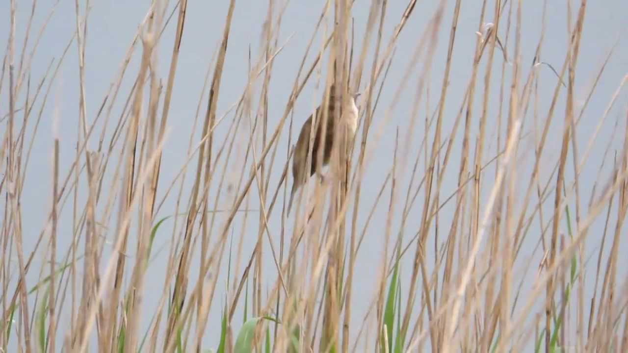 Great Reed Warbler & Red necked Phal 