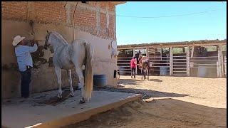 Fuimos a buscar caballo a las puertas de canoas...