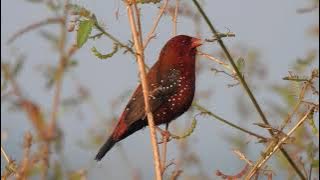 Red Avadavat / Strawberry Finch call / Red Munia Call #birds #wildlife