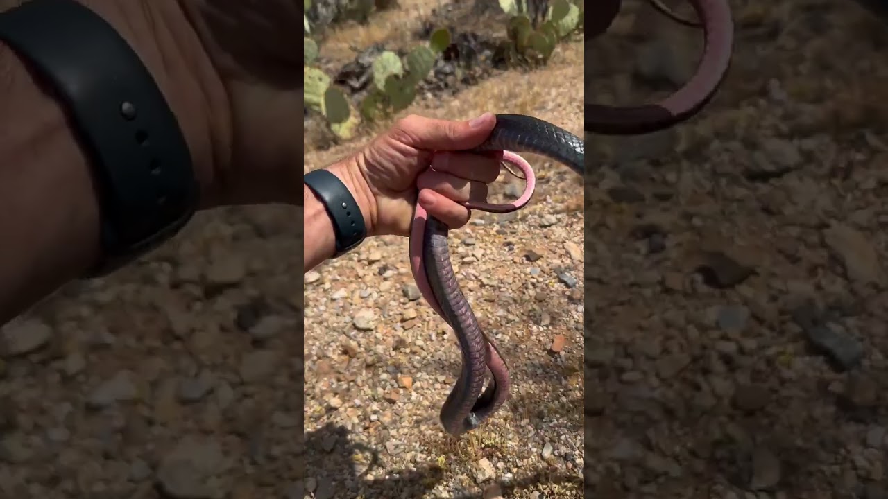 Black Snake with Pink Belly
