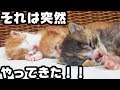 人工哺育が必要な幼い子猫三兄妹との一か月間ちょっとの成長記録