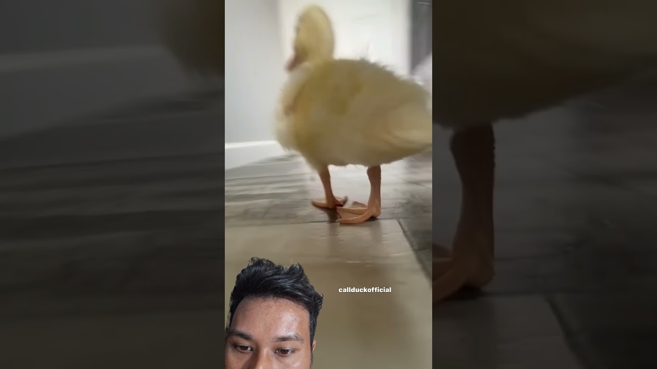 Best call ducks video 🦆