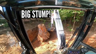 AMAZING Stump Removal! They got to go! Ft our New Bobcat E60 and a little persuading! 🌴 Excavation