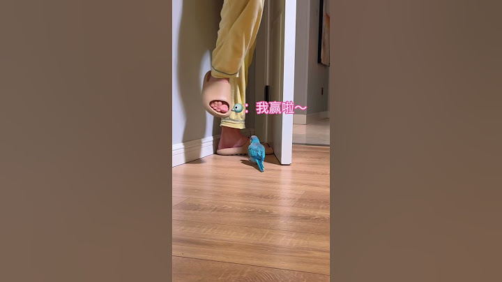 鸟：总要配合他玩些幼稚的游戏#鹦鹉#萌宠
