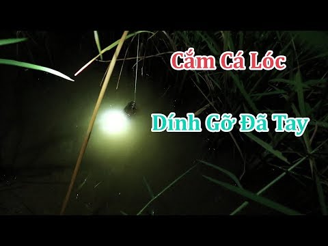 Video Gỡ Cá Mỏi Tay Khi Cắm Câu Mồi Này | Miền Tây Sông Nước - youtube