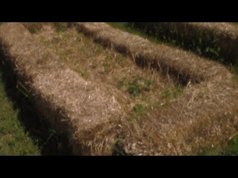 Straw Bale Garden Land Champas Update