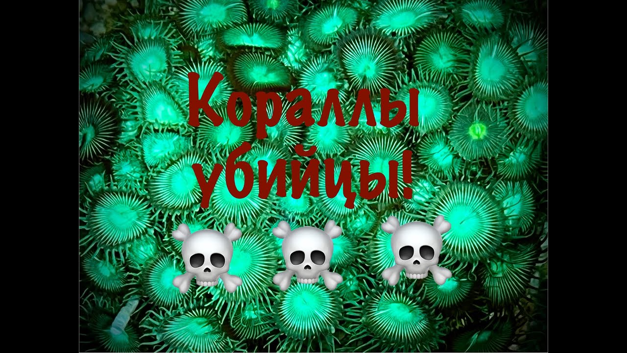 Опасные кораллы в морском аквариуме