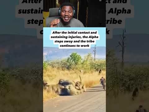 REAL-LIFE PLANET OF THE APES? | Chimpanzee Alpha Protects Pack. Bro is whoever he says he is