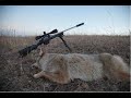 What is the best coyote hunting caliber