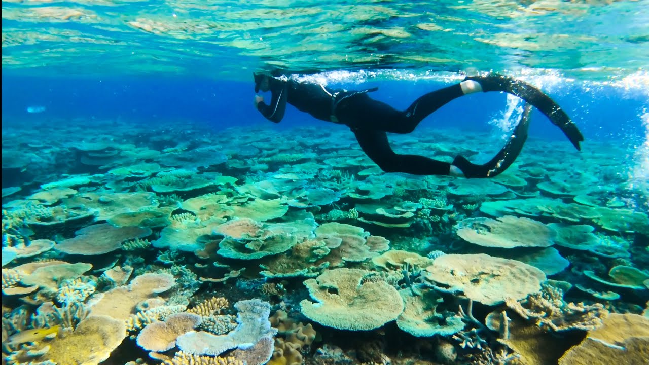 Life on the GREAT BARRIER REEF | (Dolphins V False Killer Whales ...