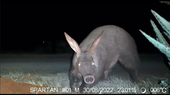 Aardvark antics - Cheryl Blackburn - Three Tree Hi...