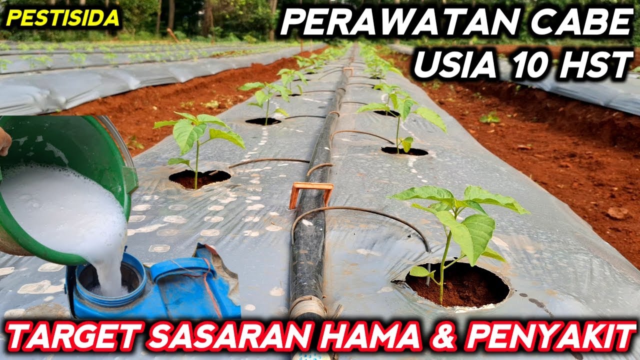 🔴 PERAWATAN CABE USIA 10 HST KENDALIKAN HAMA & PENYAKIT TANAMAN 