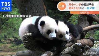 上野動物園の双子パンダ 観覧２回目の申し込み開始