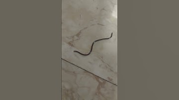 guess what is this 🐍 #snake #snakegame #snakevideo #snakes #snakehead #snakerun #snakerescue #shorts