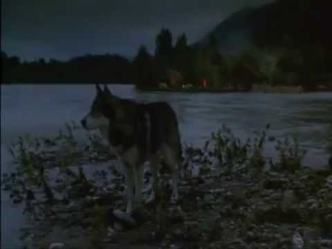 მგლის ჩხუბი   mglis Cxubi 1