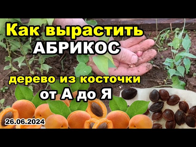 РЕЗУЛЬТАТ посадки КОСТОЧКИ абрикоса. Как вырастить АБРИКОС. Дерево из косточки от А до Я. 26.06.2024