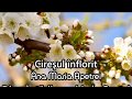 Ana Maria Apetrei-Cireşul înflorit