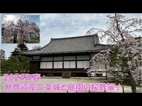 Cherry Blossoms in Full Bloom! What Was That Shogun's Villa? A