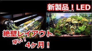 絶壁レイアウト水槽立ち上げ4ヶ月と新製品LED　GEX POWER X vs kotobuki FLAT LED