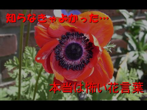 50 恐ろしい 花 言葉 すべての美しい花の画像