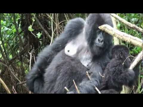 Video: Gorillas Sehen Und Geld Sparen In Ruanda [Community Voice] - Matador Network