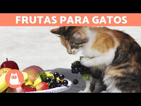 Vídeo: Por Que Os Gatos Comem Frutas E Vegetais?